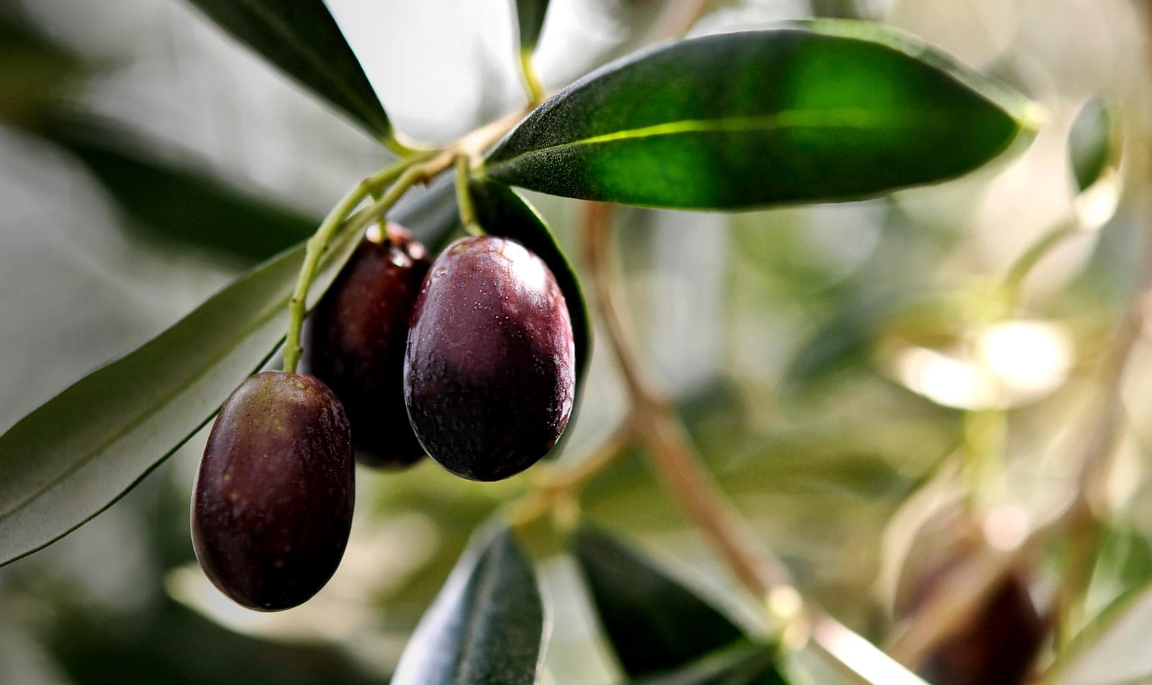 Frantoio Ligure nella Valle di Aurigo